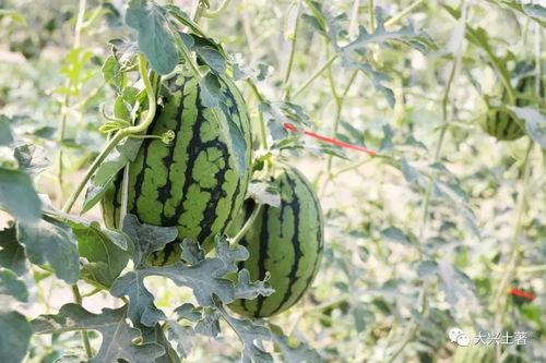 今日吃瓜热门大瓜必看大瓜网红,揭秘网红大瓜,吃瓜群众必看!