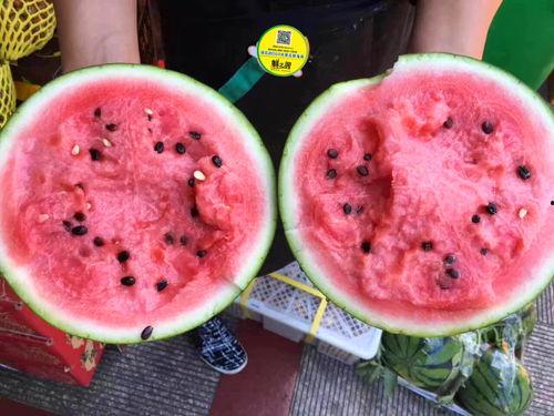 吃瓜黑料精品一区 独家爆料重生,吃瓜黑料精品一区 重生独家爆料大揭秘